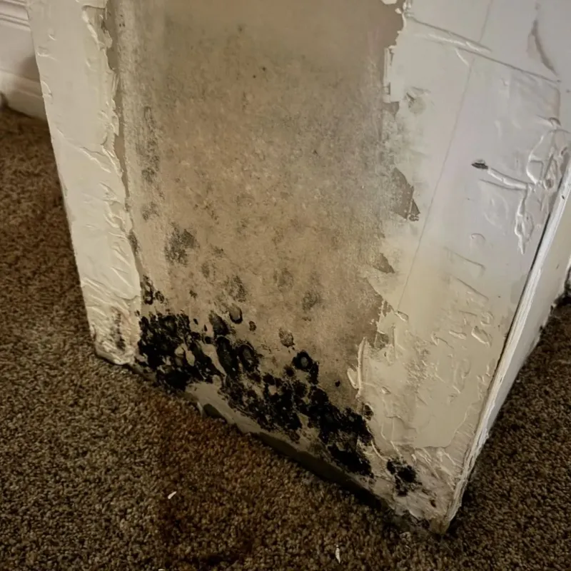 Professional Mold Removal in Farwell, TX